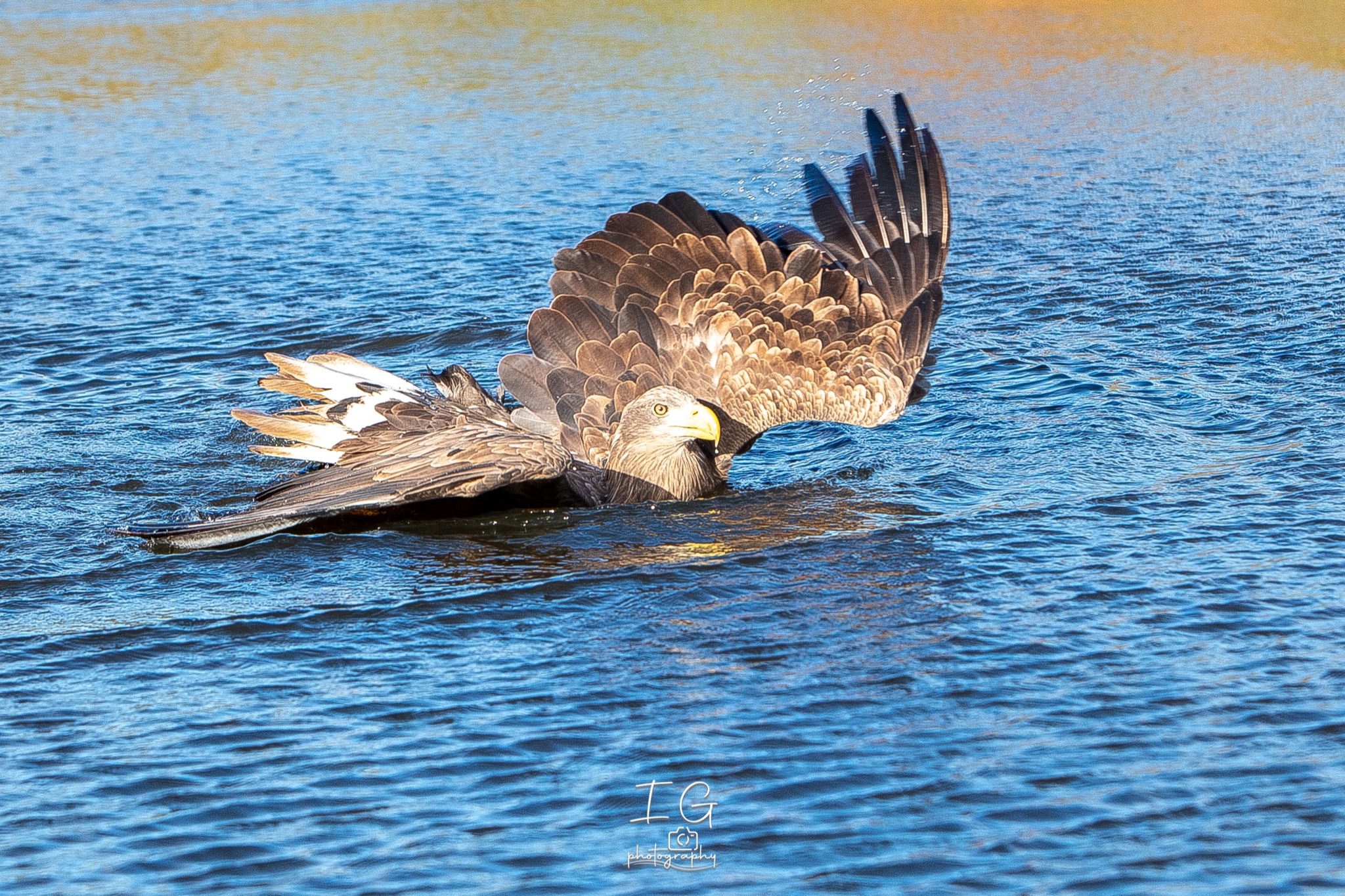 1DX44219 21 november 2021 1416 19